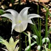 ヒメ日記 2025/04/21 13:03 投稿 すみれ 北九州人妻倶楽部（三十路、四十路、五十路）