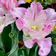 ヒメ日記 2025/04/23 00:03 投稿 すみれ 北九州人妻倶楽部（三十路、四十路、五十路）