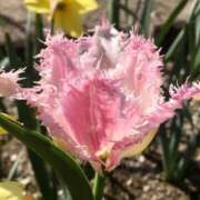 ヒメ日記 2025/04/23 16:03 投稿 すみれ 北九州人妻倶楽部（三十路、四十路、五十路）