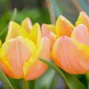 ヒメ日記 2025/04/25 05:48 投稿 すみれ 北九州人妻倶楽部（三十路、四十路、五十路）