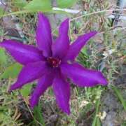 ヒメ日記 2025/04/27 16:18 投稿 すみれ 北九州人妻倶楽部（三十路、四十路、五十路）