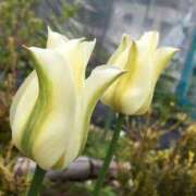 ヒメ日記 2025/04/27 17:48 投稿 すみれ 北九州人妻倶楽部（三十路、四十路、五十路）