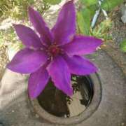 ヒメ日記 2025/04/28 17:33 投稿 すみれ 北九州人妻倶楽部（三十路、四十路、五十路）