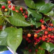 ヒメ日記 2025/04/29 21:18 投稿 すみれ 北九州人妻倶楽部（三十路、四十路、五十路）