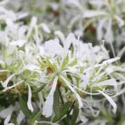 ヒメ日記 2025/05/01 13:48 投稿 すみれ 北九州人妻倶楽部（三十路、四十路、五十路）