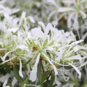 ヒメ日記 2025/05/01 14:03 投稿 すみれ 北九州人妻倶楽部（三十路、四十路、五十路）