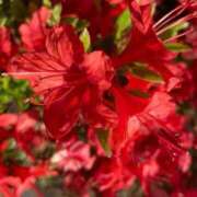 ヒメ日記 2025/05/02 21:03 投稿 すみれ 北九州人妻倶楽部（三十路、四十路、五十路）