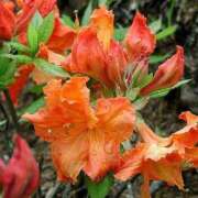 ヒメ日記 2025/05/04 01:03 投稿 すみれ 北九州人妻倶楽部（三十路、四十路、五十路）