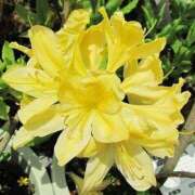 ヒメ日記 2025/05/04 22:48 投稿 すみれ 北九州人妻倶楽部（三十路、四十路、五十路）