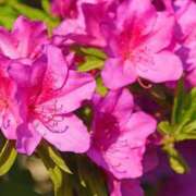 ヒメ日記 2025/05/05 08:18 投稿 すみれ 北九州人妻倶楽部（三十路、四十路、五十路）