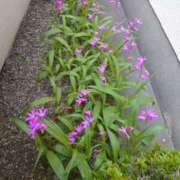 ヒメ日記 2025/05/06 14:03 投稿 すみれ 北九州人妻倶楽部（三十路、四十路、五十路）