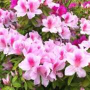 ヒメ日記 2025/05/07 23:33 投稿 すみれ 北九州人妻倶楽部（三十路、四十路、五十路）