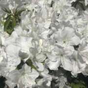 ヒメ日記 2025/05/08 09:18 投稿 すみれ 北九州人妻倶楽部（三十路、四十路、五十路）