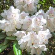 ヒメ日記 2025/05/10 13:48 投稿 すみれ 北九州人妻倶楽部（三十路、四十路、五十路）