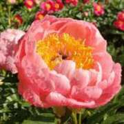 ヒメ日記 2025/05/12 07:21 投稿 すみれ 北九州人妻倶楽部（三十路、四十路、五十路）