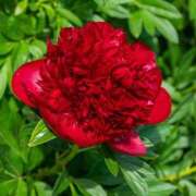 ヒメ日記 2025/05/13 08:18 投稿 すみれ 北九州人妻倶楽部（三十路、四十路、五十路）