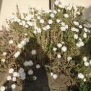 ヒメ日記 2025/05/14 21:33 投稿 すみれ 北九州人妻倶楽部（三十路、四十路、五十路）