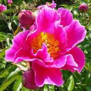 ヒメ日記 2025/05/16 15:48 投稿 すみれ 北九州人妻倶楽部（三十路、四十路、五十路）