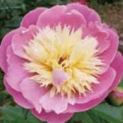 ヒメ日記 2025/05/18 09:33 投稿 すみれ 北九州人妻倶楽部（三十路、四十路、五十路）