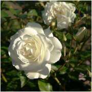 ヒメ日記 2025/05/19 13:03 投稿 すみれ 北九州人妻倶楽部（三十路、四十路、五十路）