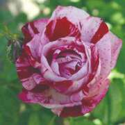 ヒメ日記 2025/05/20 09:48 投稿 すみれ 北九州人妻倶楽部（三十路、四十路、五十路）