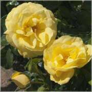 ヒメ日記 2025/05/22 14:03 投稿 すみれ 北九州人妻倶楽部（三十路、四十路、五十路）