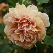 ヒメ日記 2025/05/23 20:57 投稿 すみれ 北九州人妻倶楽部（三十路、四十路、五十路）