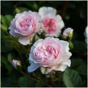 ヒメ日記 2025/05/24 12:57 投稿 すみれ 北九州人妻倶楽部（三十路、四十路、五十路）