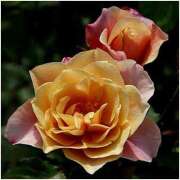 ヒメ日記 2025/05/25 10:48 投稿 すみれ 北九州人妻倶楽部（三十路、四十路、五十路）