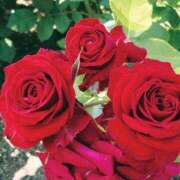 ヒメ日記 2025/05/26 12:18 投稿 すみれ 北九州人妻倶楽部（三十路、四十路、五十路）