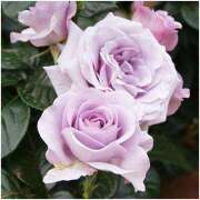 ヒメ日記 2025/05/28 19:03 投稿 すみれ 北九州人妻倶楽部（三十路、四十路、五十路）