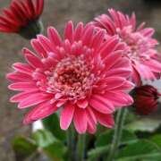 ヒメ日記 2025/05/29 16:18 投稿 すみれ 北九州人妻倶楽部（三十路、四十路、五十路）