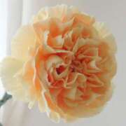 ヒメ日記 2025/05/31 13:18 投稿 すみれ 北九州人妻倶楽部（三十路、四十路、五十路）