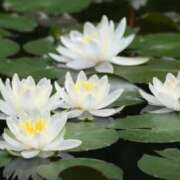 ヒメ日記 2025/06/02 07:18 投稿 すみれ 北九州人妻倶楽部（三十路、四十路、五十路）