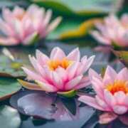 ヒメ日記 2025/06/03 07:03 投稿 すみれ 北九州人妻倶楽部（三十路、四十路、五十路）