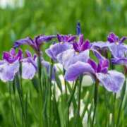 ヒメ日記 2025/06/04 23:48 投稿 すみれ 北九州人妻倶楽部（三十路、四十路、五十路）