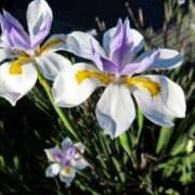 ヒメ日記 2025/06/05 09:33 投稿 すみれ 北九州人妻倶楽部（三十路、四十路、五十路）