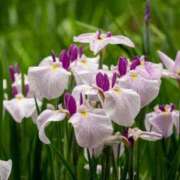 ヒメ日記 2025/06/06 12:21 投稿 すみれ 北九州人妻倶楽部（三十路、四十路、五十路）