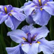 ヒメ日記 2025/06/07 23:36 投稿 すみれ 北九州人妻倶楽部（三十路、四十路、五十路）