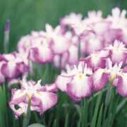 ヒメ日記 2025/06/07 23:48 投稿 すみれ 北九州人妻倶楽部（三十路、四十路、五十路）