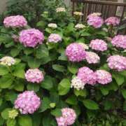 ヒメ日記 2025/06/08 09:06 投稿 すみれ 北九州人妻倶楽部（三十路、四十路、五十路）