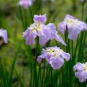 ヒメ日記 2025/06/09 12:21 投稿 すみれ 北九州人妻倶楽部（三十路、四十路、五十路）