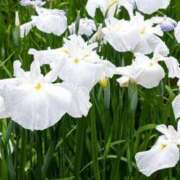 ヒメ日記 2025/06/10 11:06 投稿 すみれ 北九州人妻倶楽部（三十路、四十路、五十路）