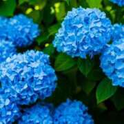 ヒメ日記 2025/06/12 08:06 投稿 すみれ 北九州人妻倶楽部（三十路、四十路、五十路）