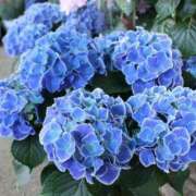 ヒメ日記 2025/06/13 21:51 投稿 すみれ 北九州人妻倶楽部（三十路、四十路、五十路）