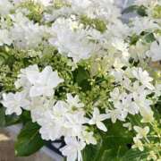 ヒメ日記 2025/06/14 13:21 投稿 すみれ 北九州人妻倶楽部（三十路、四十路、五十路）