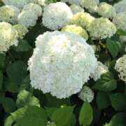 ヒメ日記 2025/06/15 18:06 投稿 すみれ 北九州人妻倶楽部（三十路、四十路、五十路）