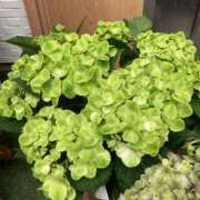 ヒメ日記 2025/06/16 12:21 投稿 すみれ 北九州人妻倶楽部（三十路、四十路、五十路）