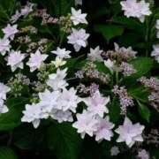 ヒメ日記 2025/06/17 15:48 投稿 すみれ 北九州人妻倶楽部（三十路、四十路、五十路）