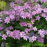 ヒメ日記 2025/06/18 17:06 投稿 すみれ 北九州人妻倶楽部（三十路、四十路、五十路）